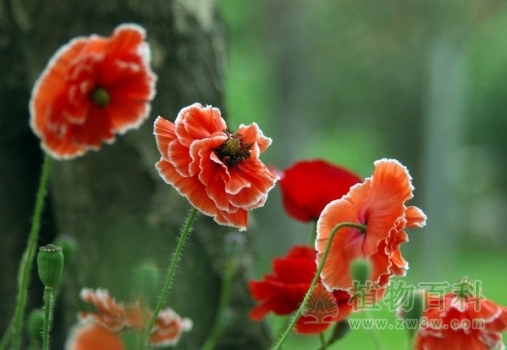 【虞美人花期图】