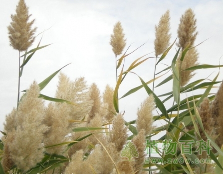 芦苇花期图