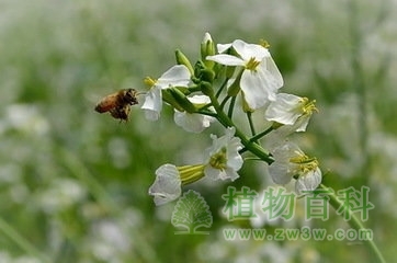 【萝卜花期图】