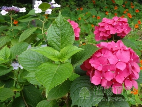 【八仙花花期图】