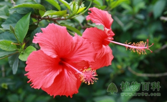 【扶桑花期图】