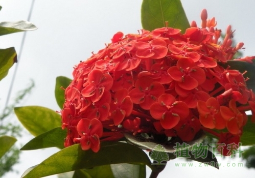 【龙船花花期图】