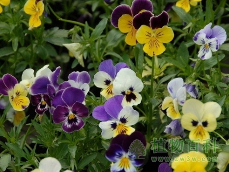 【三色堇花期图】