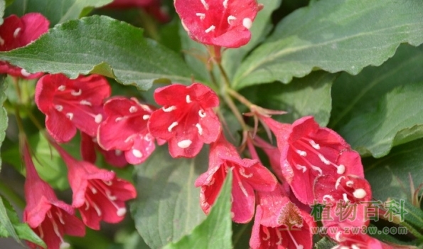 【锦带花花期图】