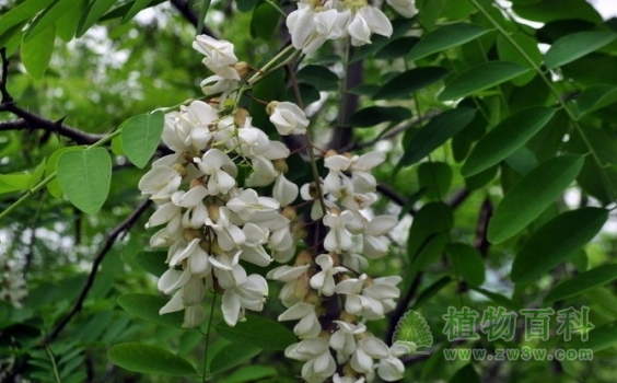 【槐花花期图】