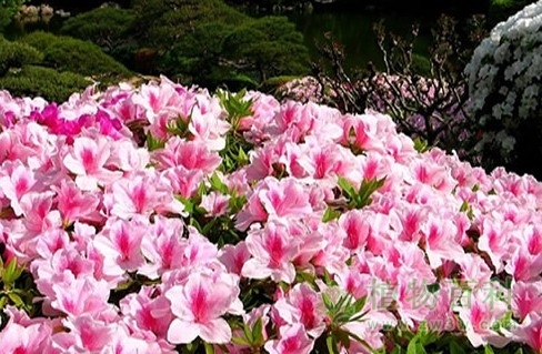 【春鹃花期图】