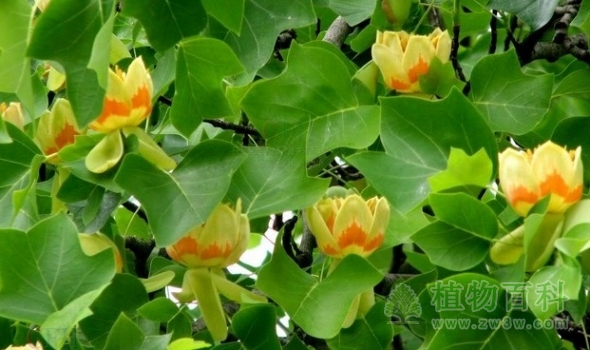 【鹅掌楸花期图】