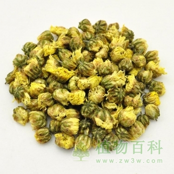 【胎菊茶的功效与作用】