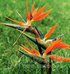 【天堂鸟花期图】