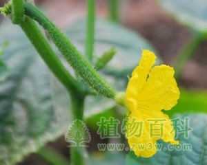 【黄瓜花期图】