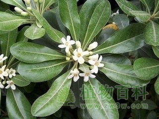 【海桐花期图】