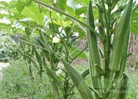 黄秋葵的功效与作用