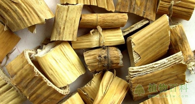 芦根的功效与作用