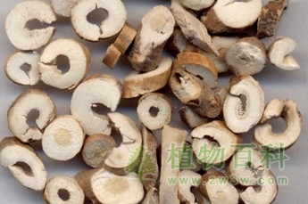 丹皮的功效与作用