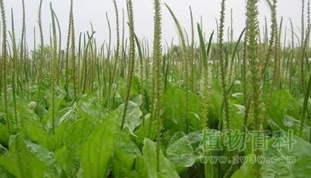 车前草的功效与作用