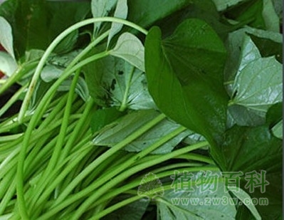 番薯叶的功效与作用