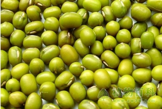 绿豆的功效与作用