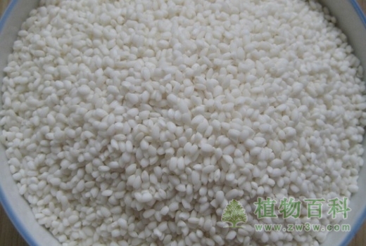 糯米的功效与作用