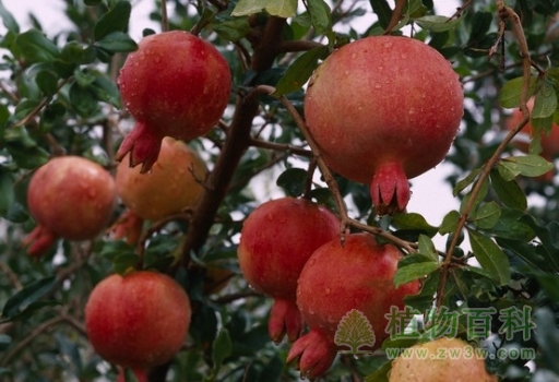 石榴的功效与作用