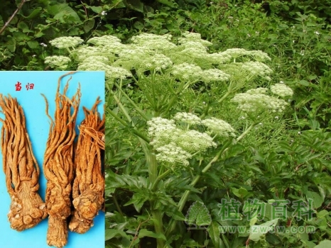 【当归的功效与作用】