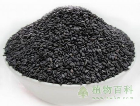【黑芝麻的功效与作用】