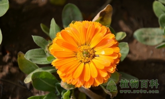 【金盏菊花期图】