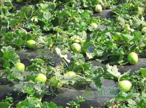 香瓜种植时间图