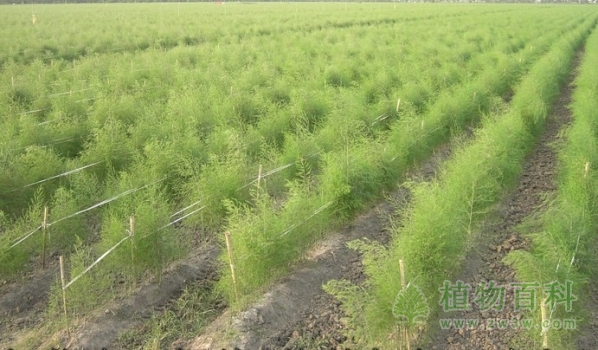 芦笋种植图