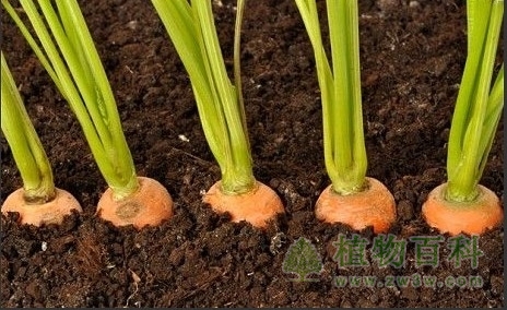 胡萝卜种植图