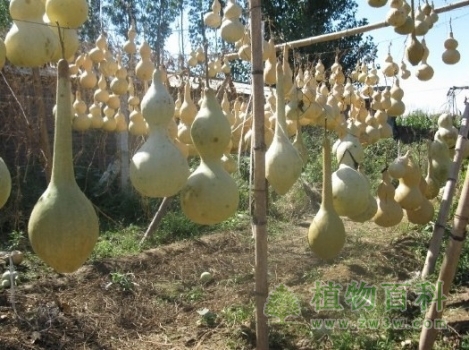 葫芦的种植图