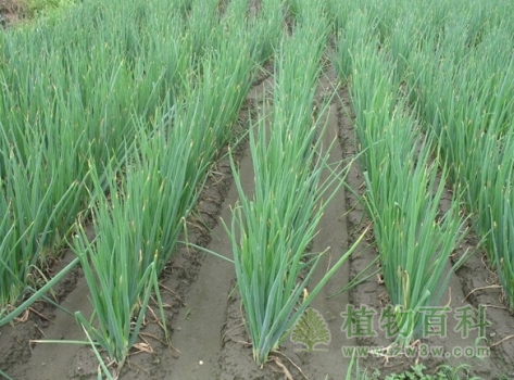 葱种植图