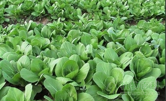 小白菜种植图