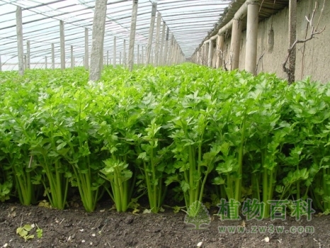 芹菜种植时间图