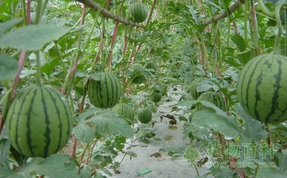 西瓜种植图