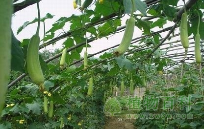 【丝瓜的种植】