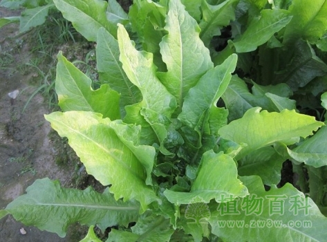 莴笋种植图