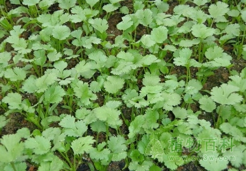香菜的种植图