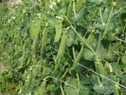 【豌豆种植】
