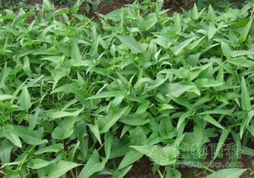 【空心菜的种植图】