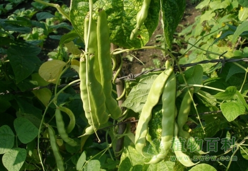 【芸豆种植图】