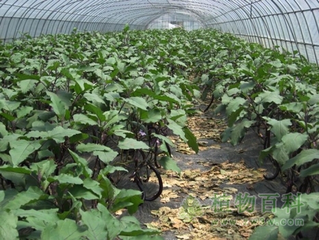 【茄子的种植】