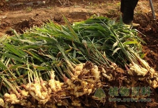 【姜的种植】