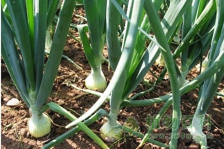 【洋葱种植图】