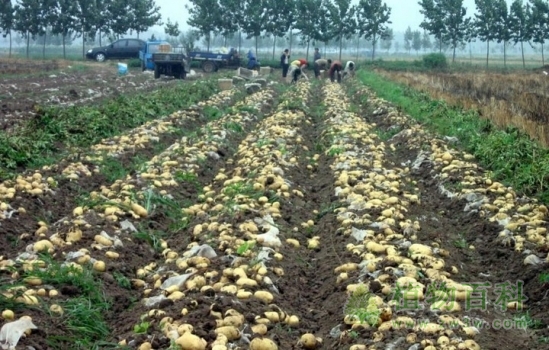 【土豆种植图】