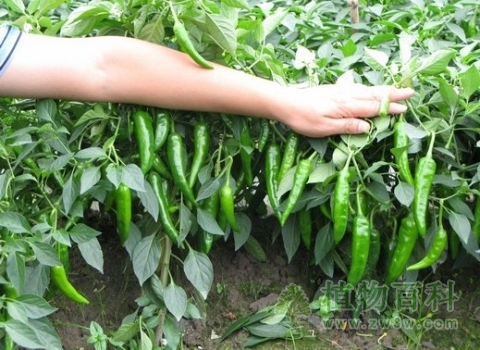 【辣椒种植图】