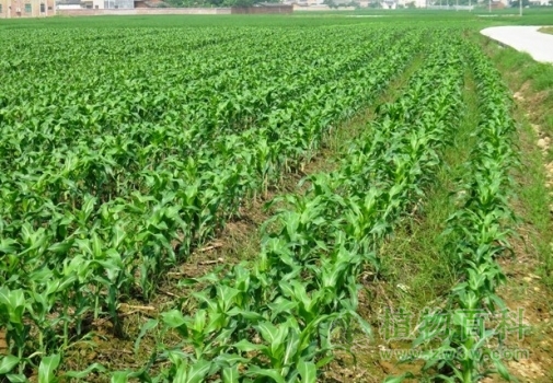 【玉米种植图】