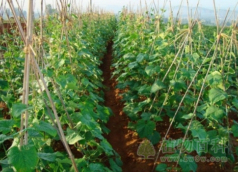 【黄瓜种植图】