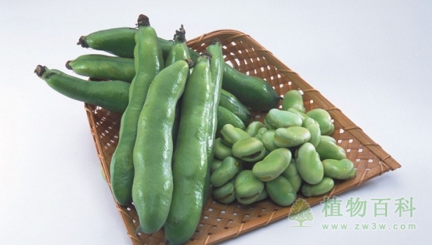 【蚕豆种植图】