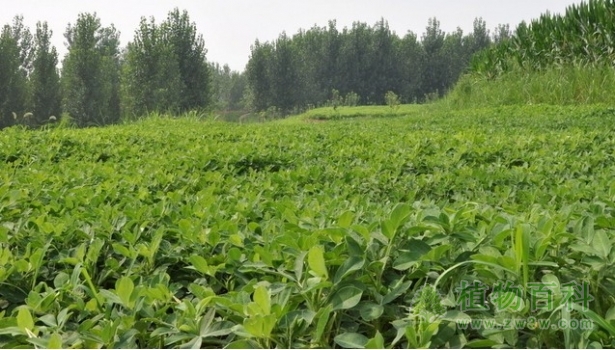 【花生的种植图】