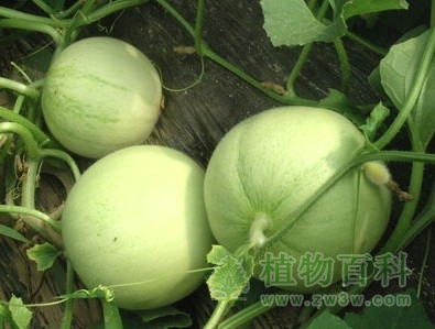 【甜瓜种植图】